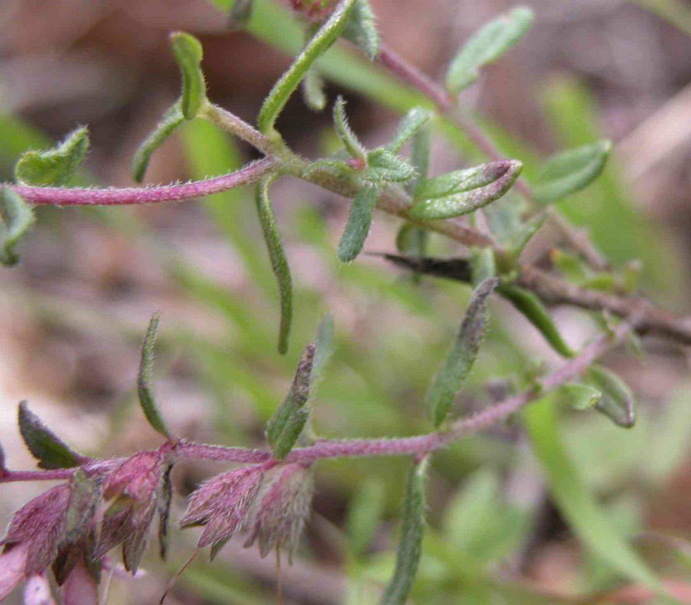 Bartsia, Red leaf